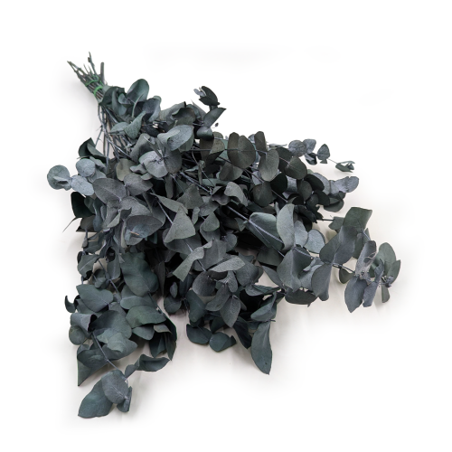 eukaliptus cinerea 0.png