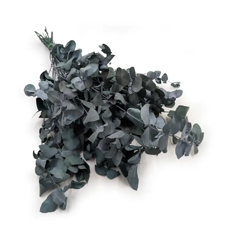 eukaliptus cinerea 0.png