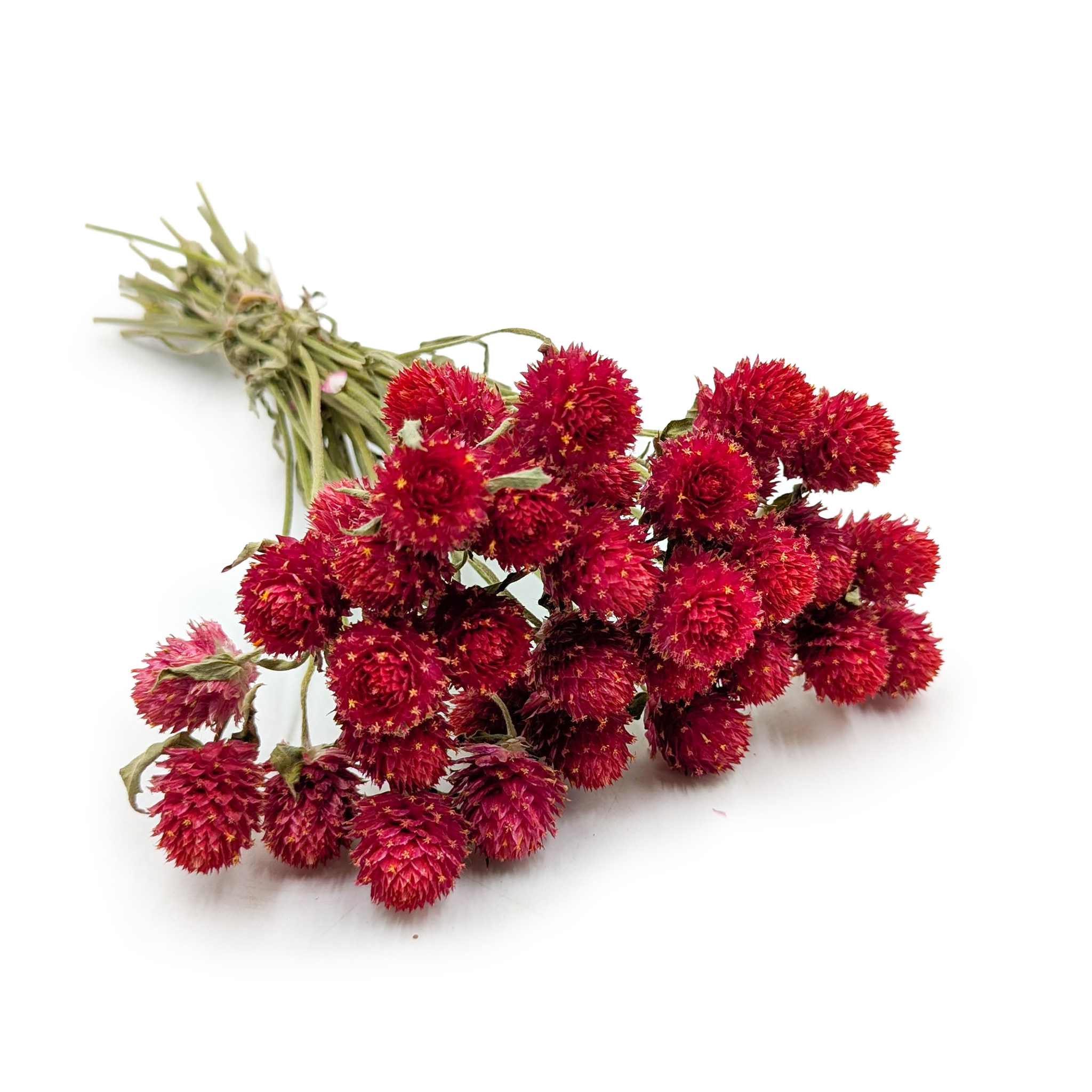 Dried Globe Amaranth – Bouquet – (Gomphrena globosa) – Red