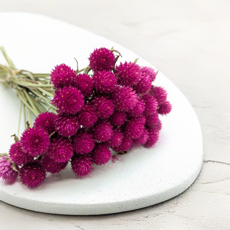 Gomfrena b różowa SZ 3.png