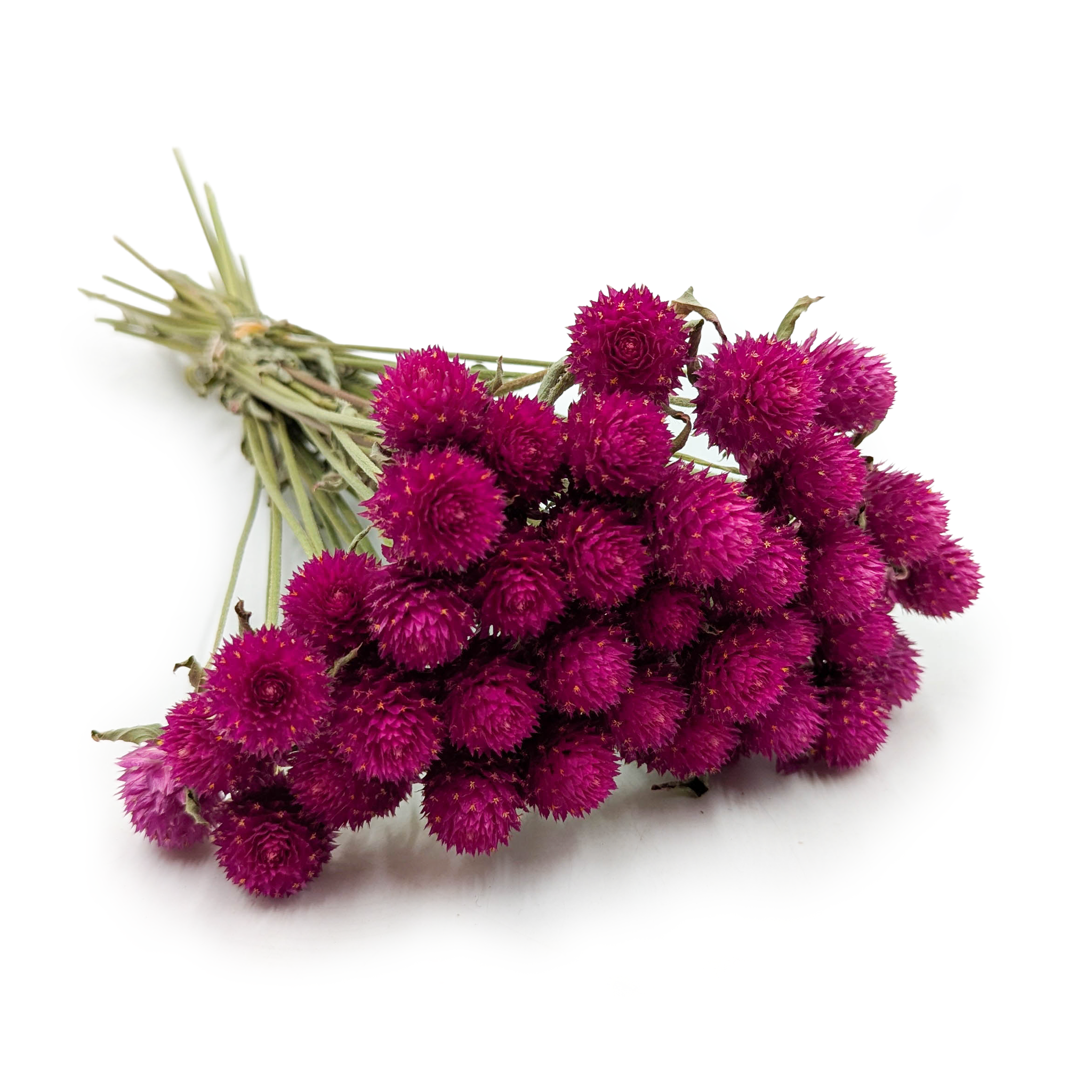 Dried Globe Amaranth – Bouquet – (Gomphrena globosa) – Pink