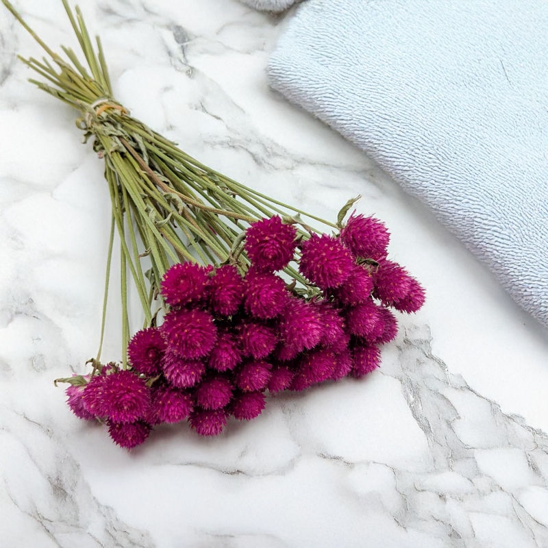 Gomfrena b różowa SZ 1.png