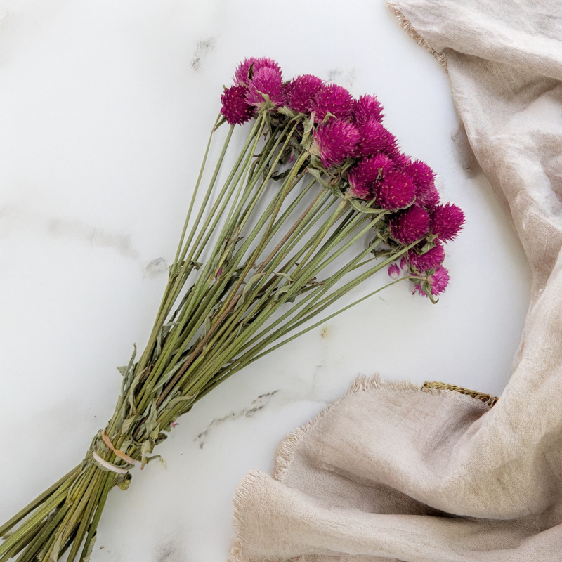 Gomfrena b różowa SZ 2.png