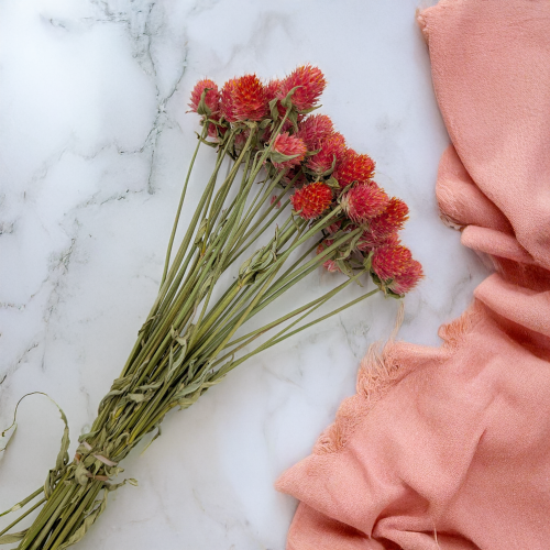 Gomfrena b pomaranczowa SZ 2.png