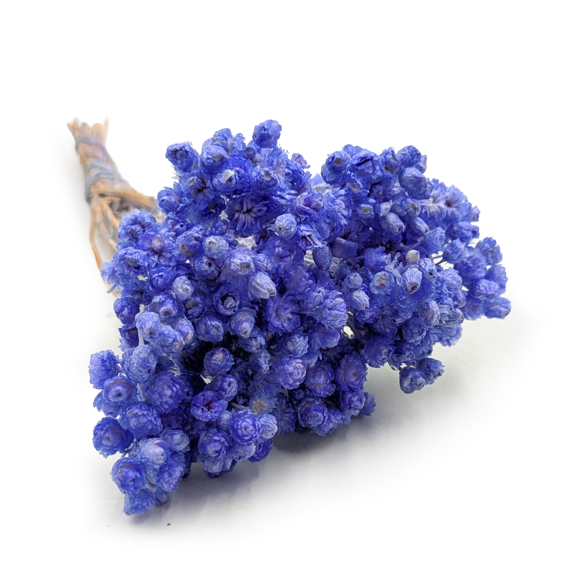 Dried helichrysum - (Helichrysum italicum) - Lavender