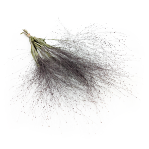 Switchgrass – (Panicum virgatum) – Natural