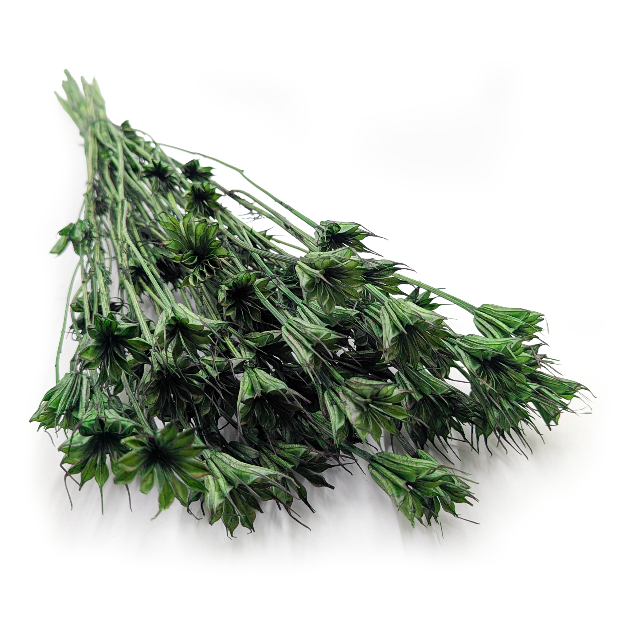 Dried Nigella - (Nigella Orientalis) -  Bottle Green