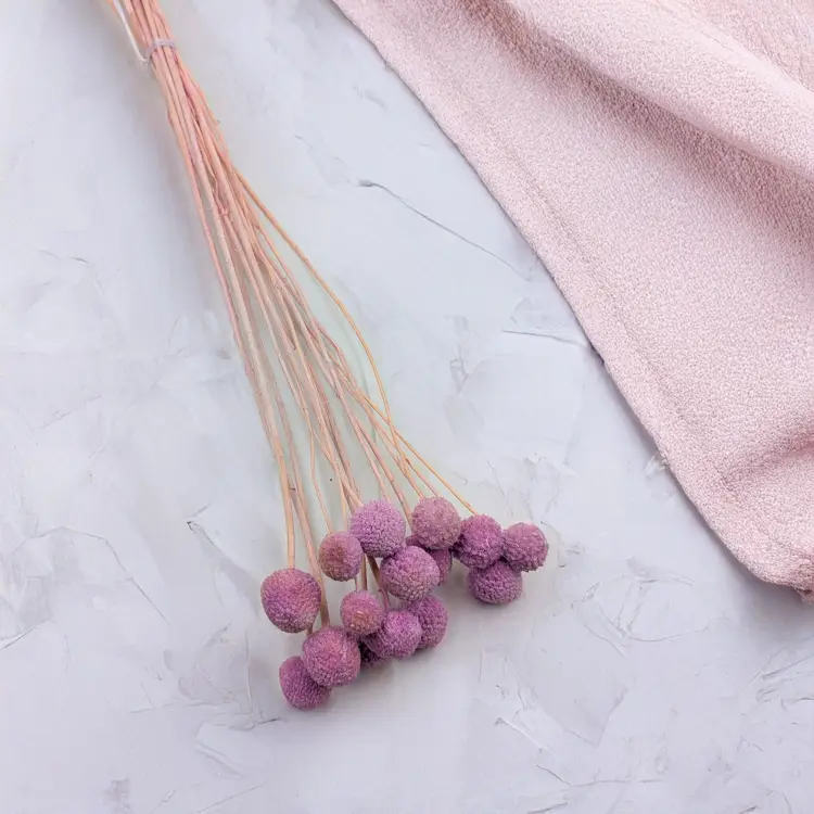 Kraspedia Lila IT 2.png