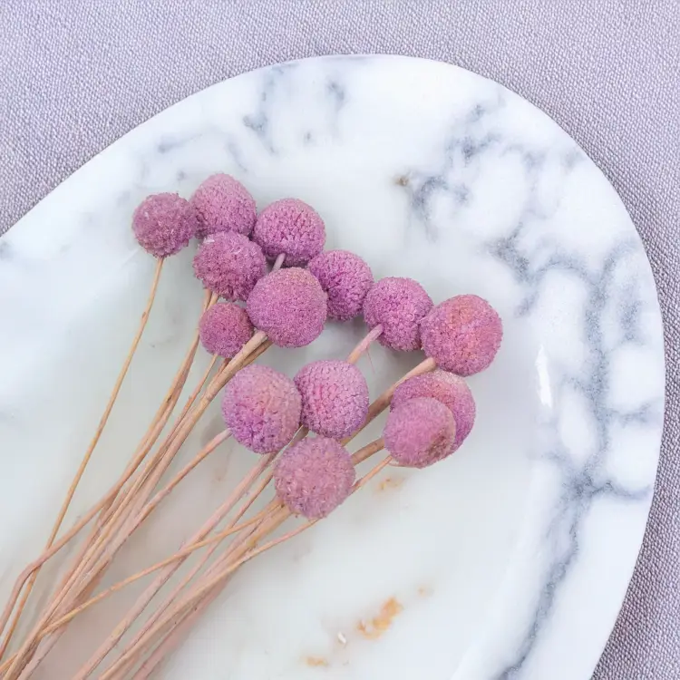 Kraspedia Lila IT 3.png