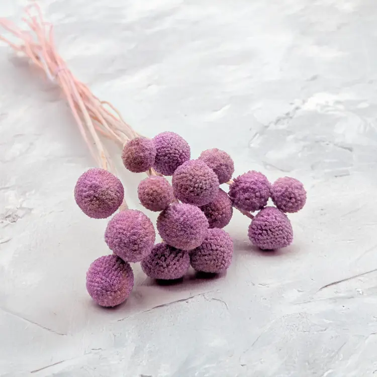 Kraspedia Lila IT 4.png