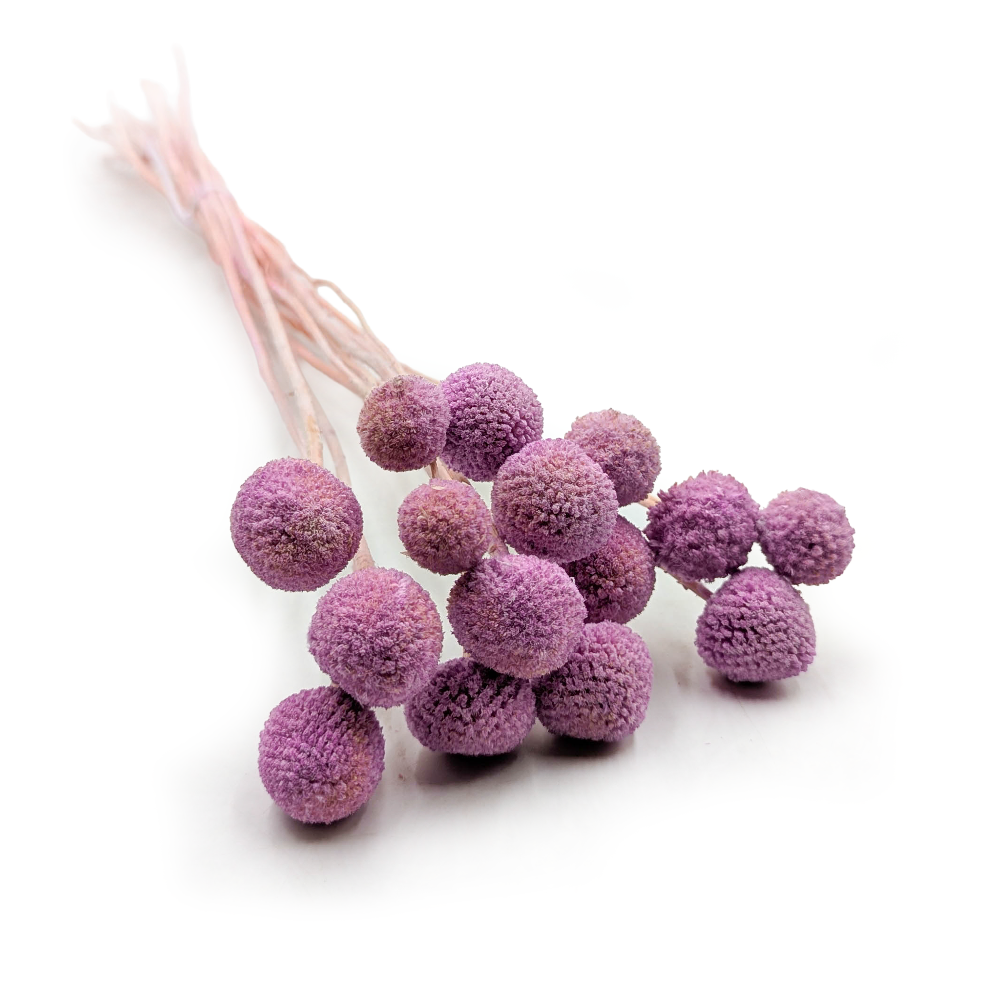 Lila Craspedia - (Natural Extra Craspedia) - Bouquet of 15pcs