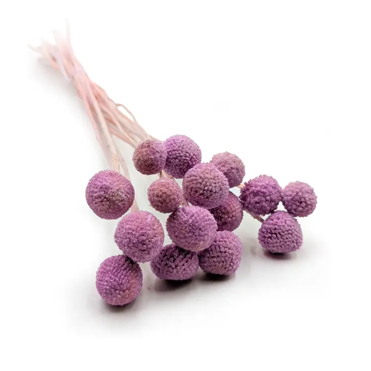 Kraspedia Lila IT 00.png