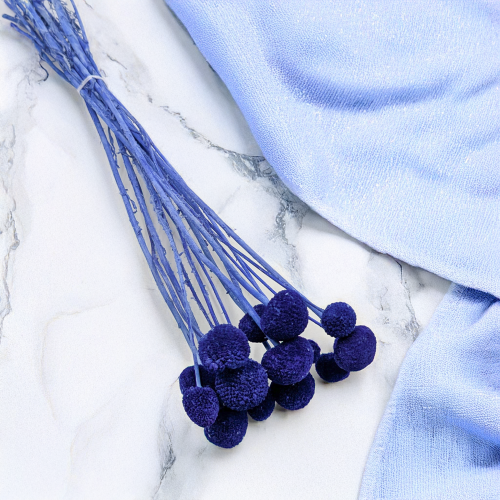 Kraspedia niebieska 2.png