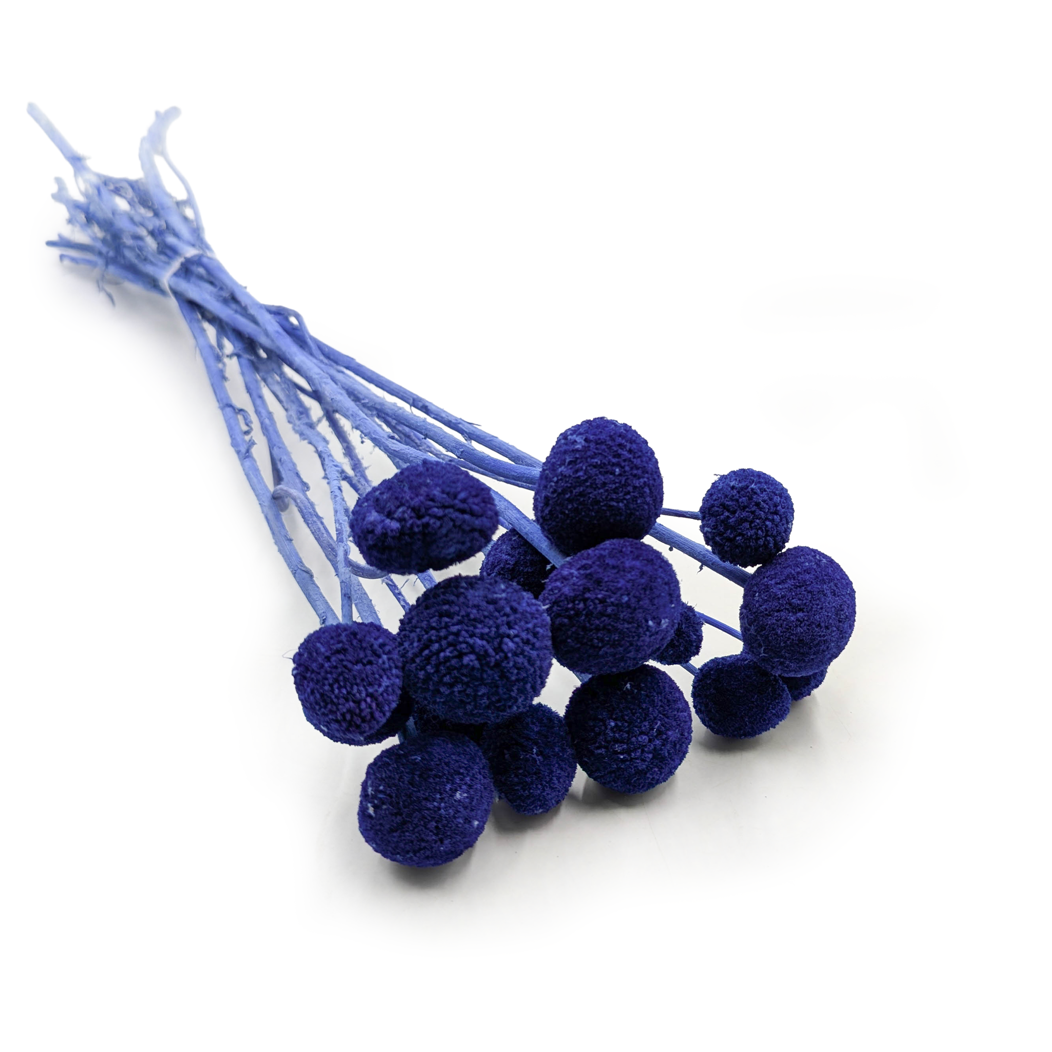 Dried Craspedia (Craspedia Extra) – Blue – Bouquet of 15 Stems