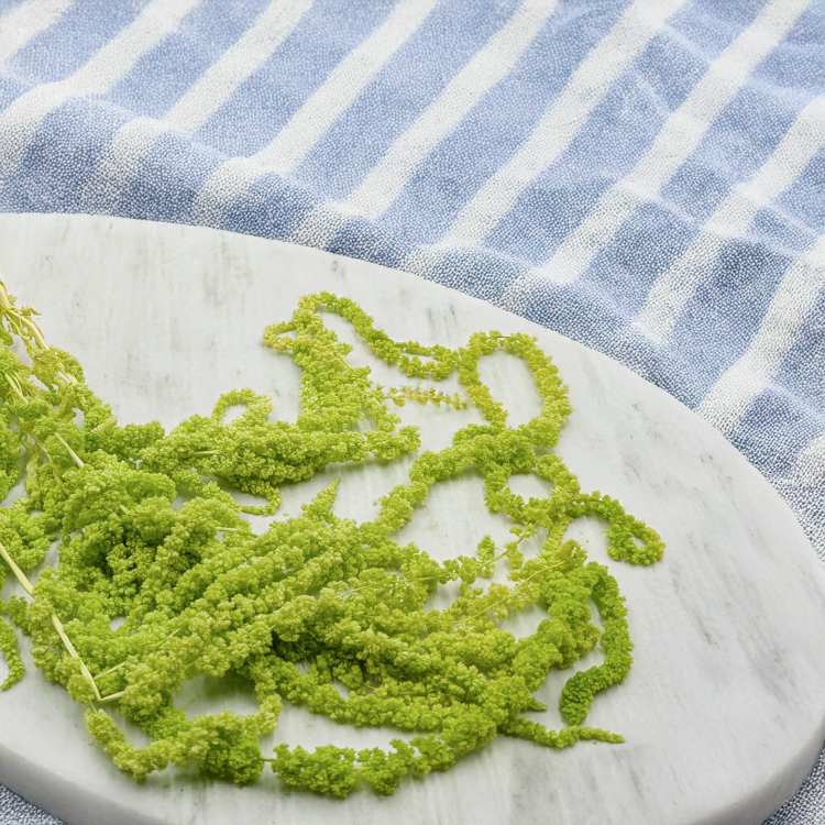 Szarłat zielony IT 2.png