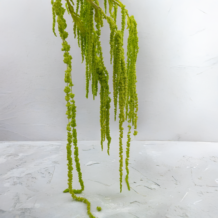 Szarłat zielony IT 3.png