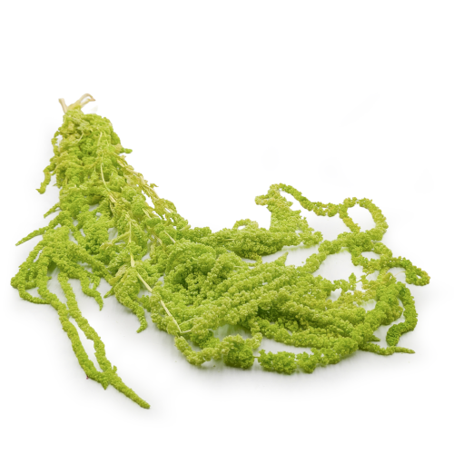 Szarłat zielony IT 00.png