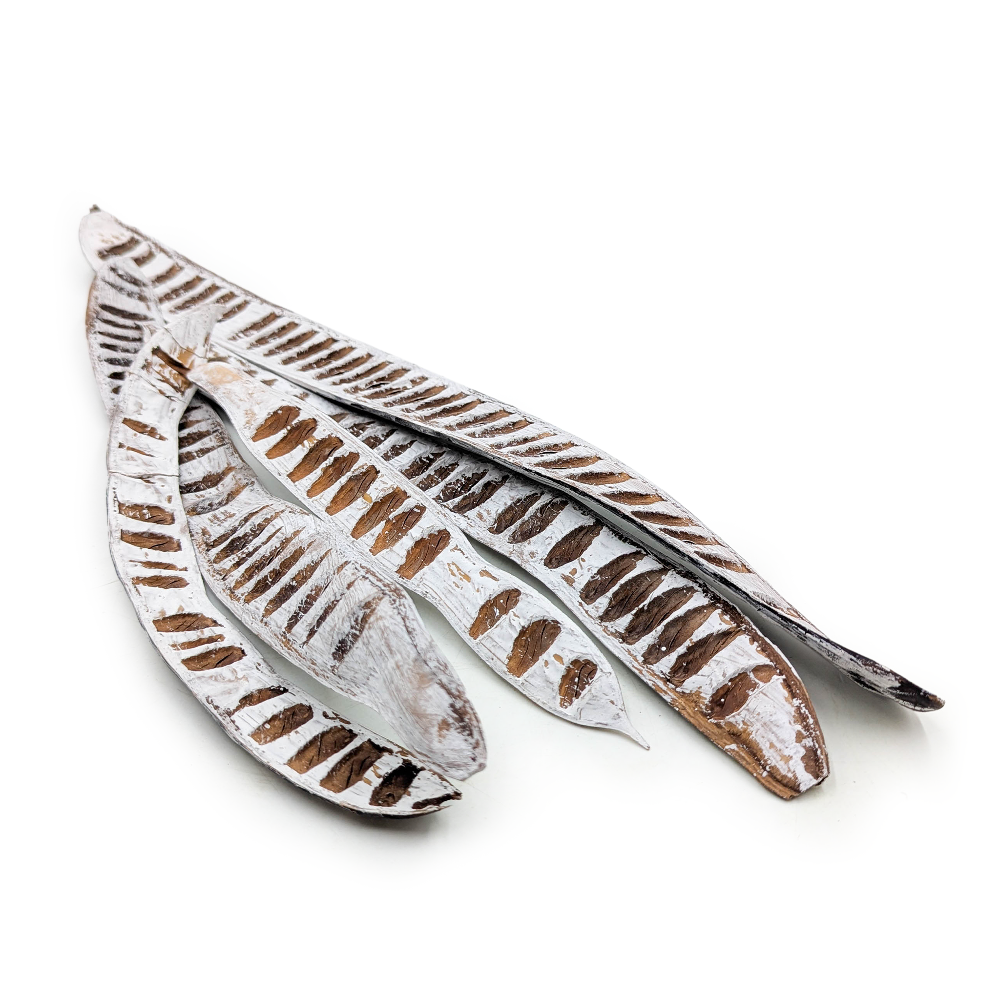 Machete Snow Tip 5 pcs – exotic dried plant