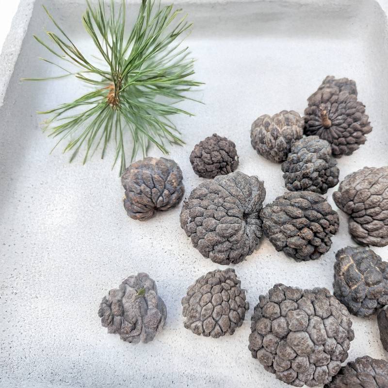 ATA FRUIT NATURAL 3.jpg