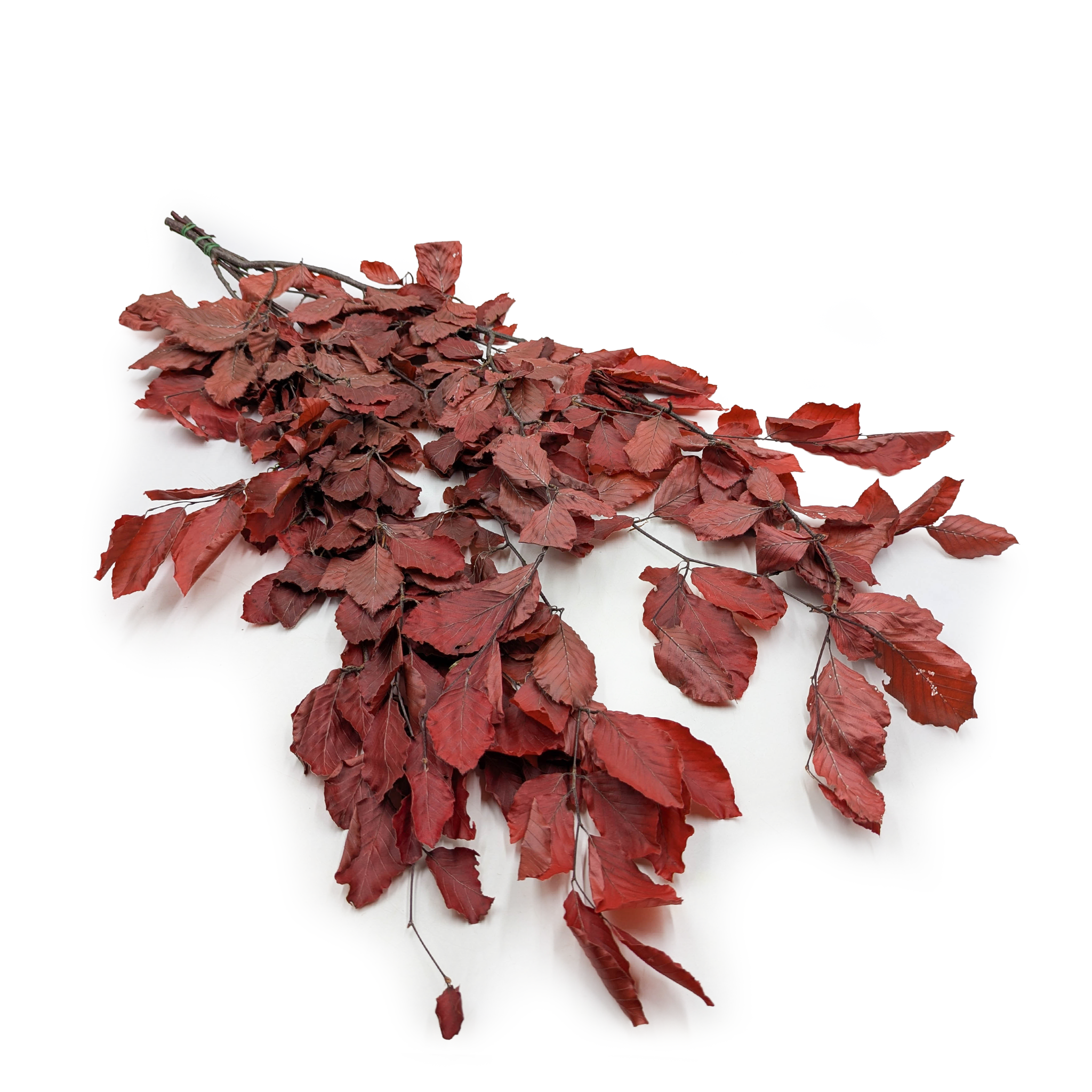 Preserved Beech (Faggio) – Red