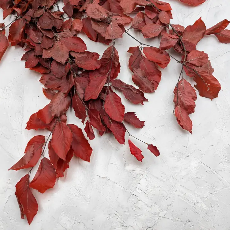 Buk czerwony LC 1.png