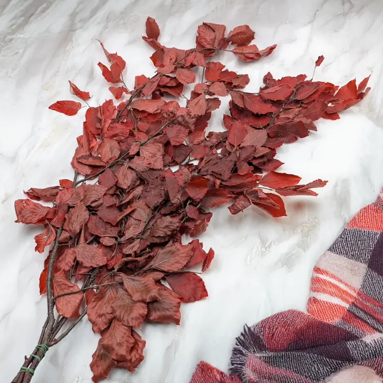 Buk czerwony LC 2.png