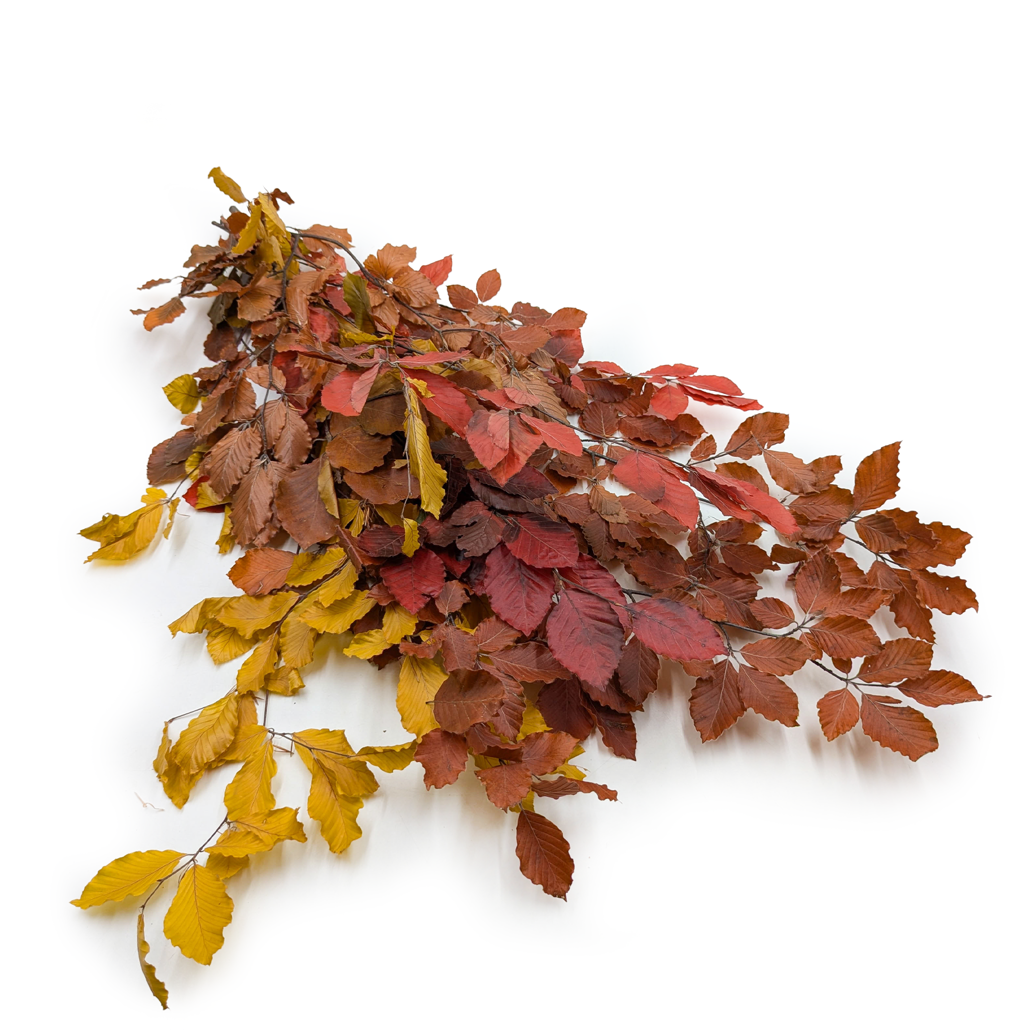 Preserved Beech (Faggio) – Autumn Mix