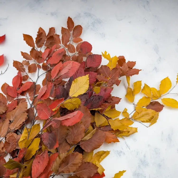 Buk jesienny LC 2.png