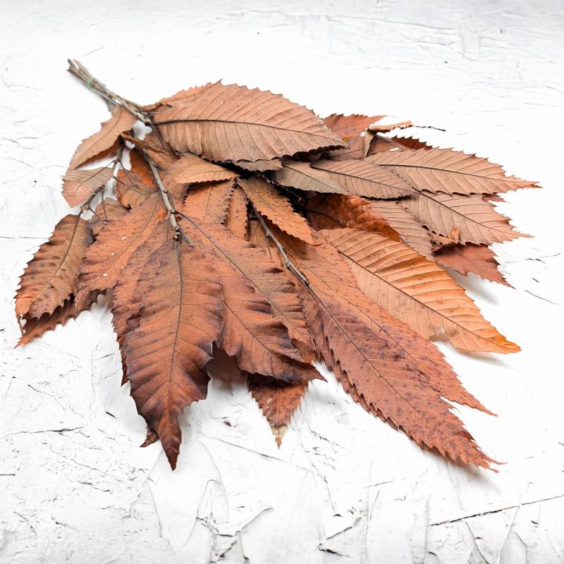 Kasztan stabilizowany - liscie - Pomaranczowy LC.jpg