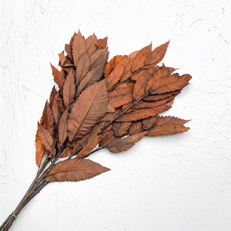 Kasztan stabilizowany - liscie - Pomaranczowy LC 3.jpg