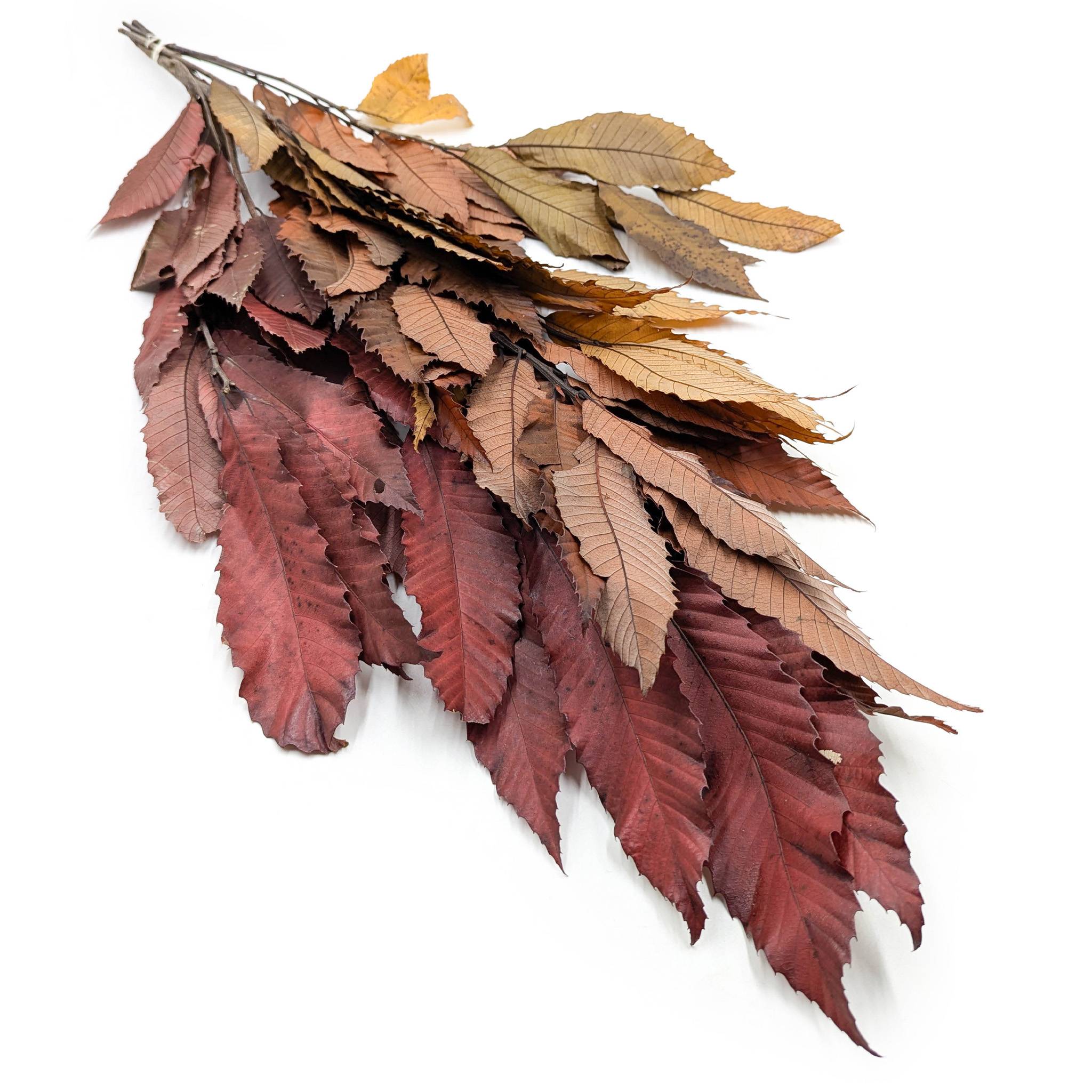 Chestnut Leaves – Stabilized – Autumn