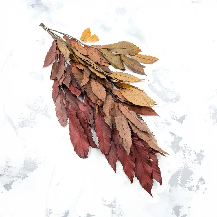 Kasztan stabilizowany - liscie - Jesienny LC 1.jpg