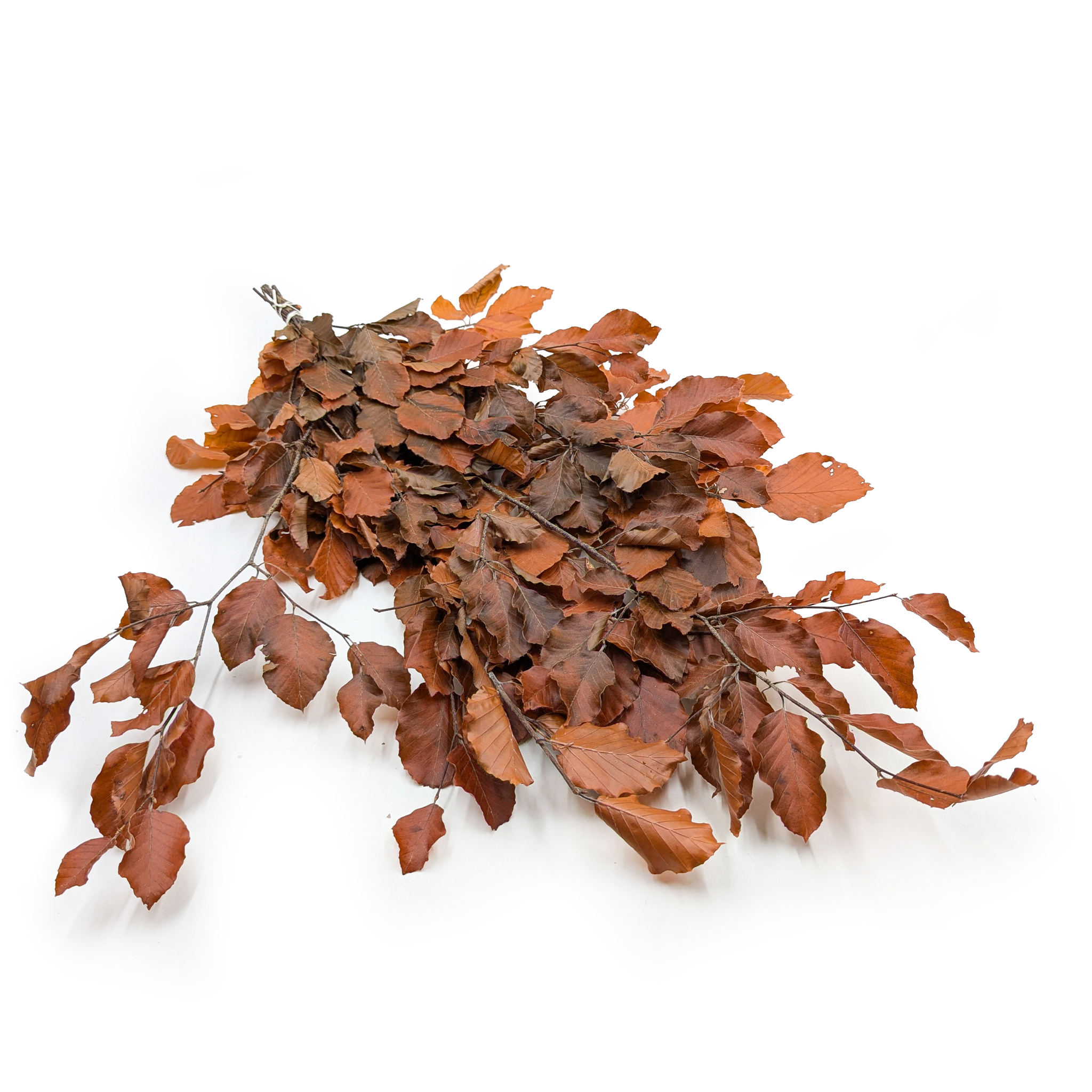 Preserved Beech (Faggio) – Orange