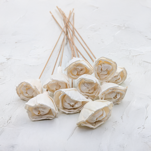 Sola Enchanted 1.png