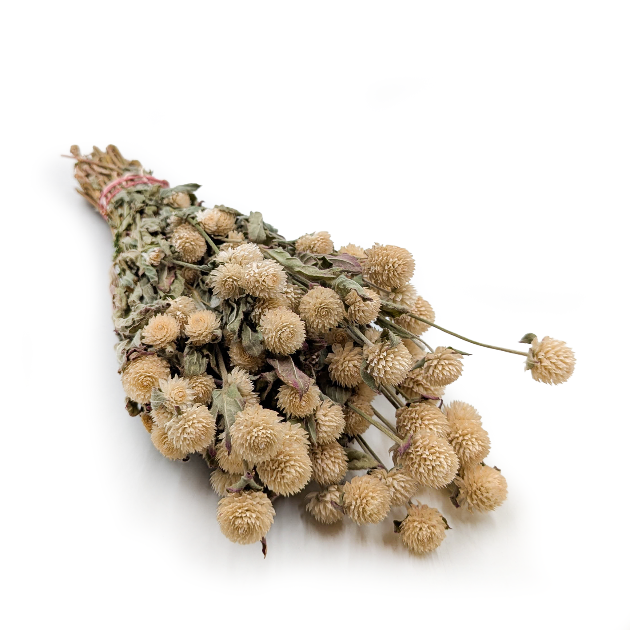 Globe Amaranth Dried - Gomphrena Globosa - Natural