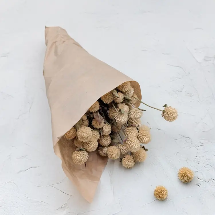 Gomfrena naturalna pls 1.png