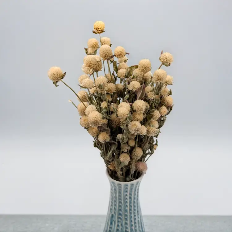 Gomfrena naturalna pls 4.png