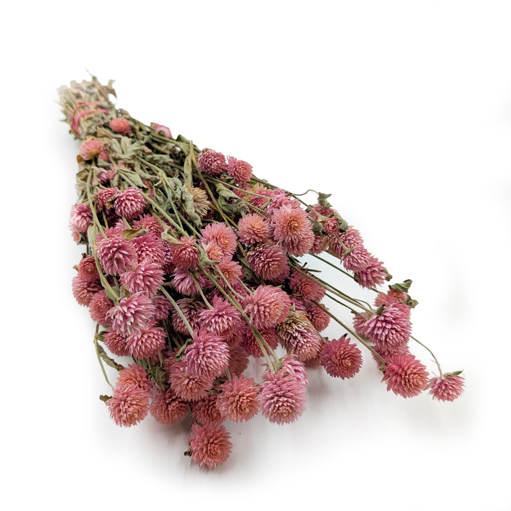 Globe Amaranth Dried - Gomphrena Globosa - Pink