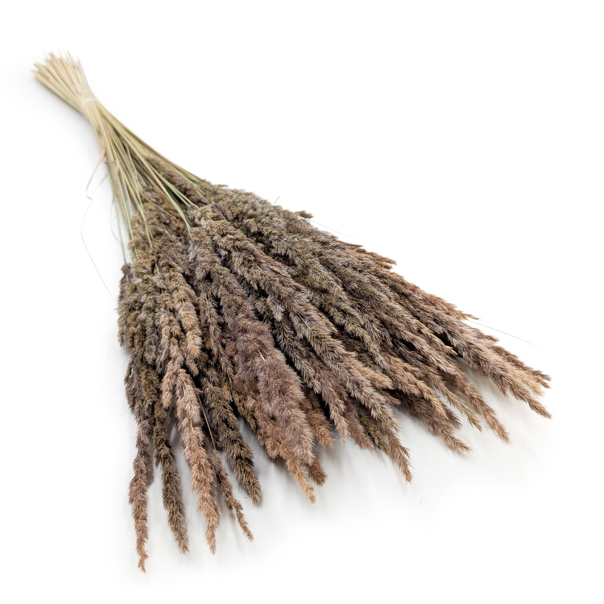 Reed Grass – (Calamagrostis epigejos) – Natural