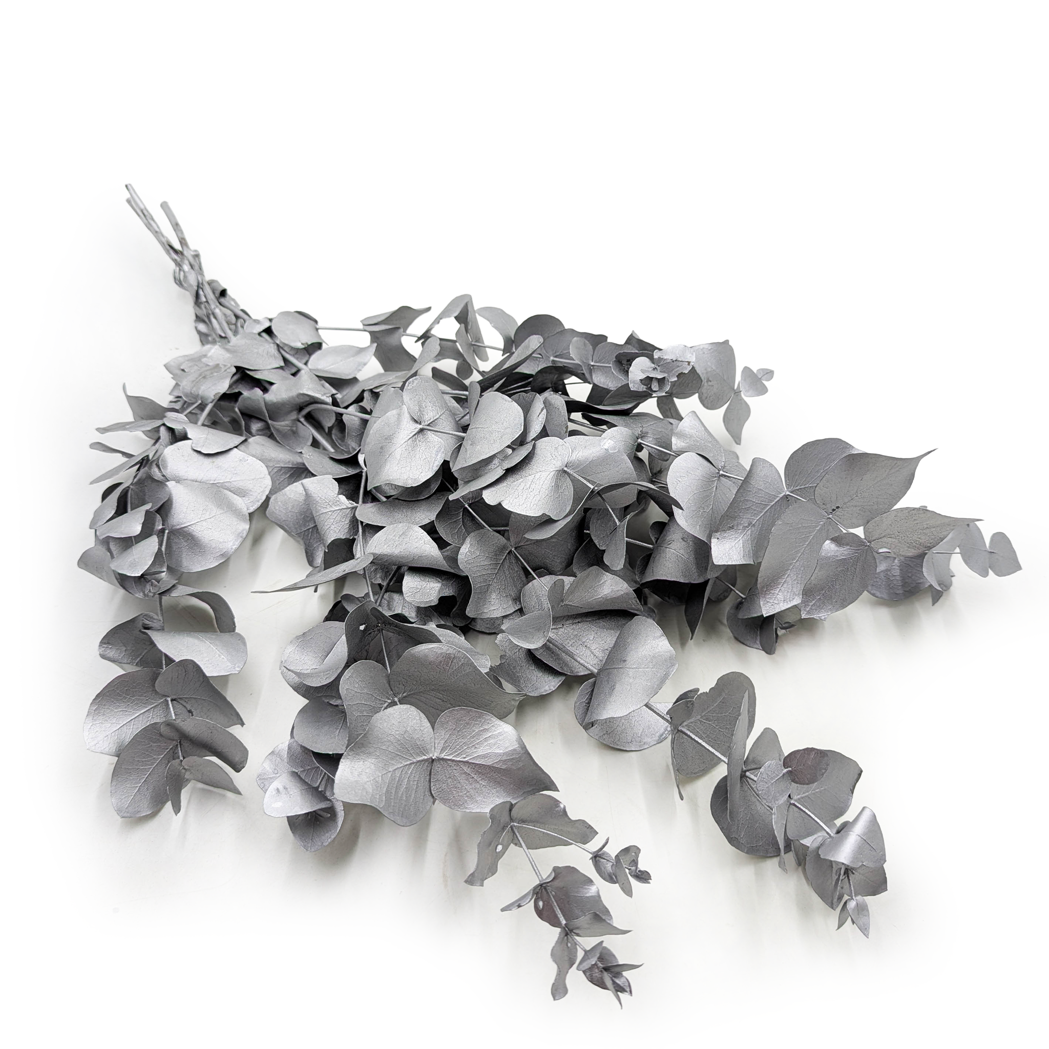 Preserved Eucalyptus – Cinerea – Silver