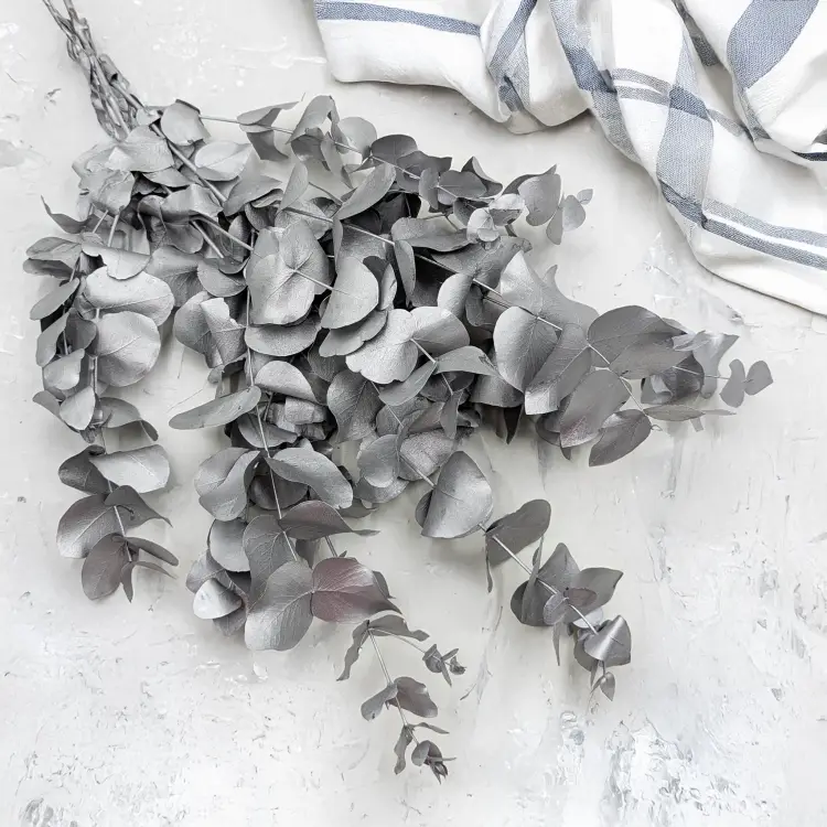 Cinerea srebrna LC 4.png