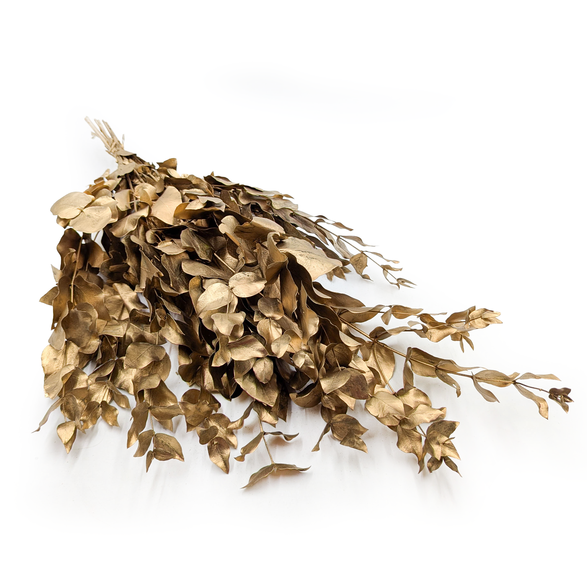Preserved Eucalyptus – Cinerea –  Gold