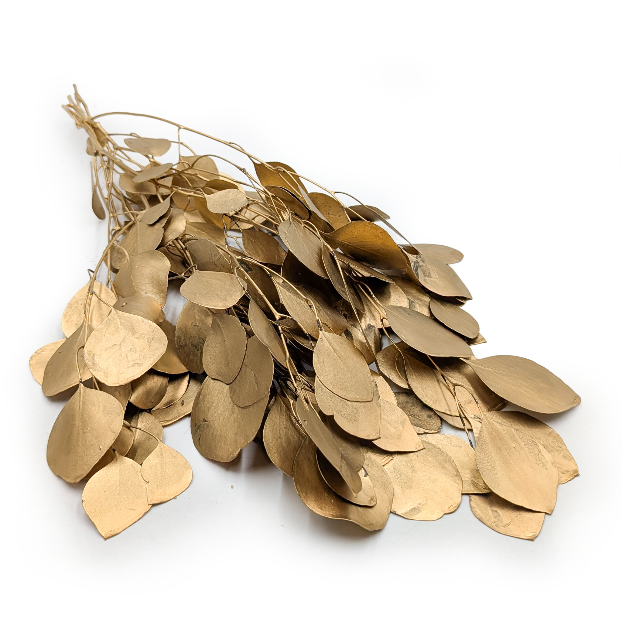 Preserved Eucalyptus – Populus – Gold