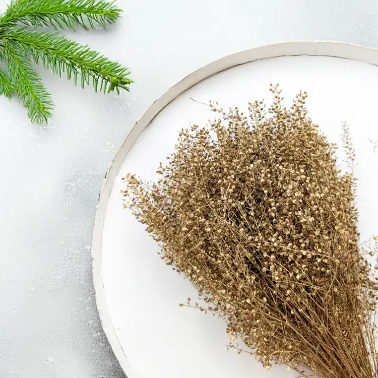 Lepidium suszone dried Gold złote 4.png