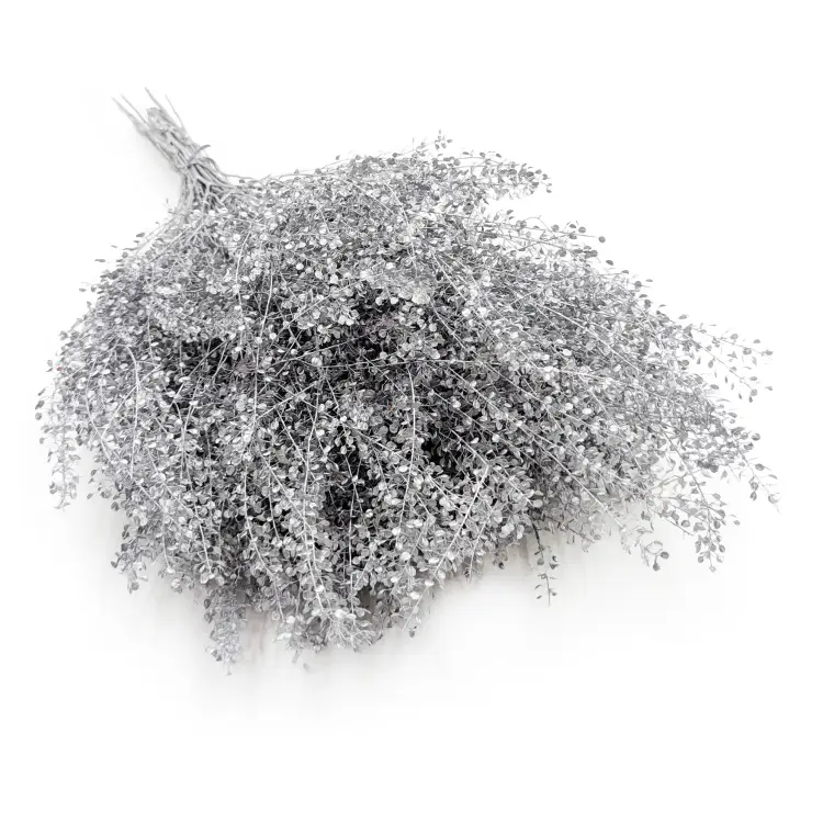 Lepidium suszone dried Silver srebrne I.png