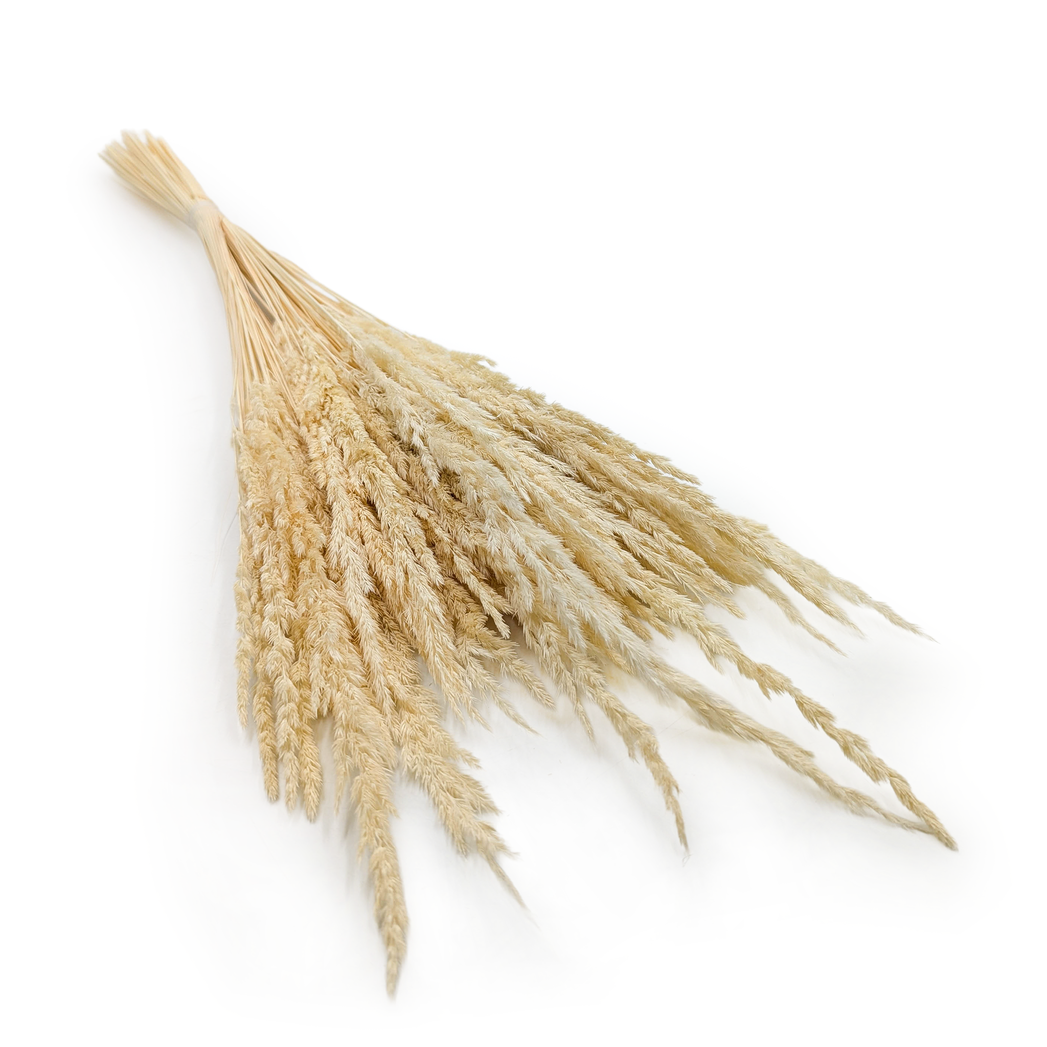 Reed Grass – (Calamagrostis epigejos) – Bleached