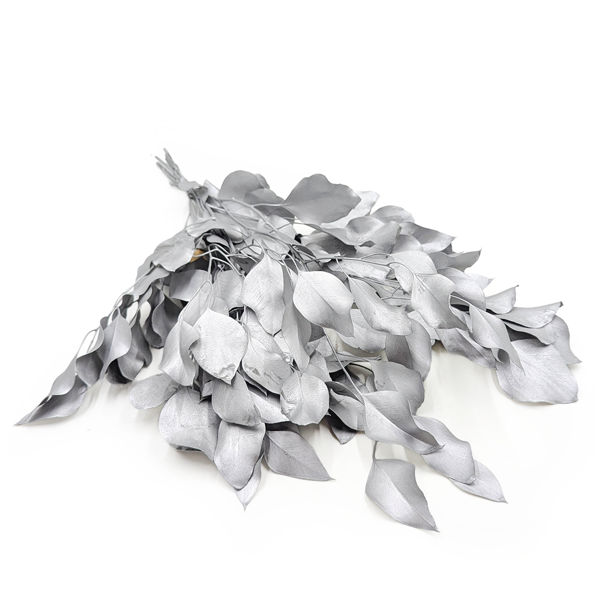 Preserved Eucalyptus – Populus – Silver