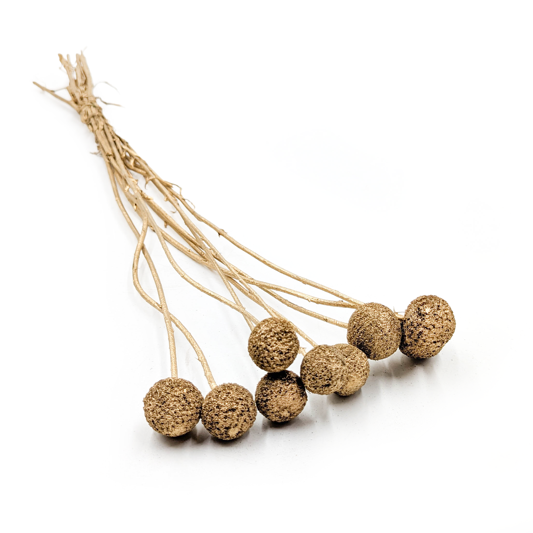 Dried Craspedia –  Gold – Bouquet of 10 stems