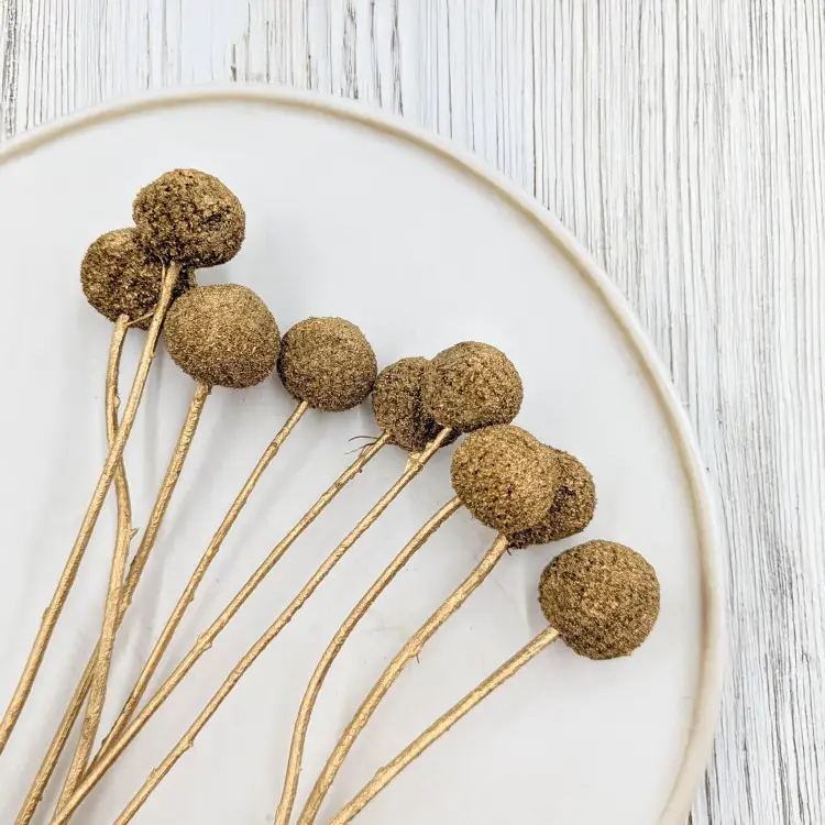 Craspedia Złota IT 1.png