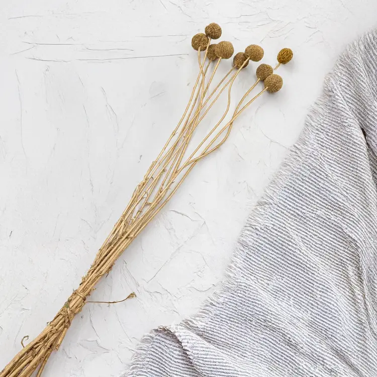 Craspedia Złota IT 2.png